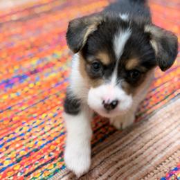 Usopp - Black and tan male Pembroke Welsh Corgi puppy in Snellville, Georgia from Laur's Classic Corgis