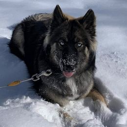 Siberian Huskies from Angels Husky World