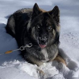 Siberian Huskies from Angels Husky World