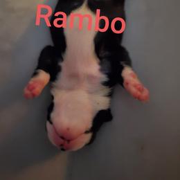 Boston Terrier Puppies from The Christian Bostons