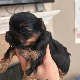 Mask face tiny - Black and tan male Yorkshire Terrier puppy in Riverside, California from Playful teacups Yorkshire