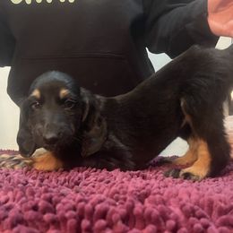 Afghan Hound Puppies from Kelli Kujawa