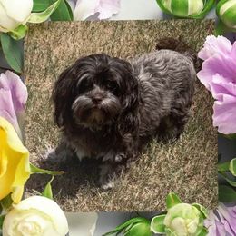 Riley - Havanese