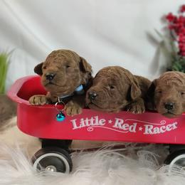 Coton de Tulear and Poodle Puppies from Legacy Pets