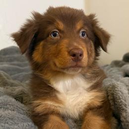Tootsie - Red tri-color female Australian Shepherd puppy in East Hartford, Connecticut from CT Aussies