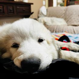 Outstanding Show Prospect Pick Of Litter - White and badger male Great Pyrenees puppy in Milton Freewater, Oregon from Polar Light Great Pyrenees