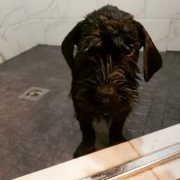 Giant Schnauzer Puppies from Valour's Giants