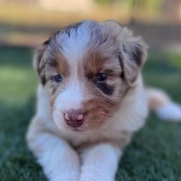 Destin - Red merle female Australian Shepherd puppy in Ramona, California from Blue Moon Aussies
