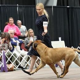 Bullmastiffs from stephanie greenwald