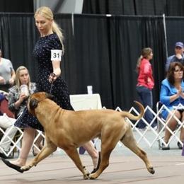 Bullmastiffs from stephanie greenwald