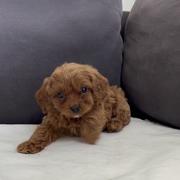 Alvin - Red male Cavapoo puppy in El Sobrante, California from Mckendra's Legacy