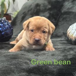 Green Bean - Yellow male Labrador Retriever puppy in Tigard, Oregon from Morrison Labrador Retreivers