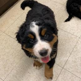 Eira - Tri-color female Bernese Mountain Dog puppy in Rural Retreat, Virginia from Bernese Bunker
