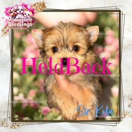 Sir Kobe 'Arun' - Gold male Yorkshire Terrier puppy in Asheville, North Carolina from Miniature Blessings