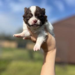 Max - Chocolate parti male Pomeranian puppy in Nashville, Arkansas from Cuddles n Curls