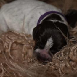 Coral- Purple Collar - Brown and gray female Wirehaired Pointing Griffon puppy in Menan, Idaho from Star•CH Wirehaired Pointing Griffons