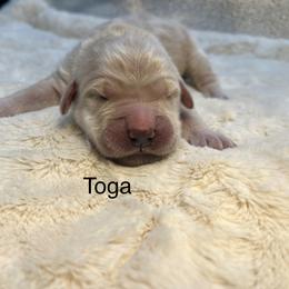 Toga - Golden female Golden Retriever puppy in New Ringgold, Pennsylvania from Hawk Mountain Doodles