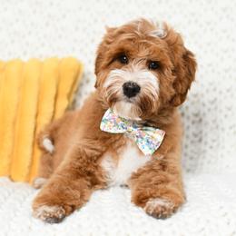 Kona - Australian Labradoodle