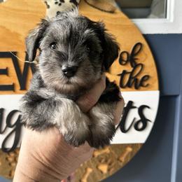 Yellow Ribbon Girl - Salt and pepper female Miniature Schnauzer puppy in Floyd, Virginia from Little River Puppies
