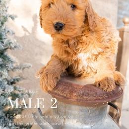 Aussiedoodle and Goldendoodle Puppies from Ever After Doodles Arizona