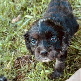 Boy 5 - Lime - Black white and tan male Cocker Spaniel puppy in Ellenboro, North Carolina from Chantels Spaniels