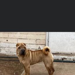 Halsey - Fawn female Chinese Shar-Pei puppy in Phoenix, Arizona from Center Stage Shar-pei
