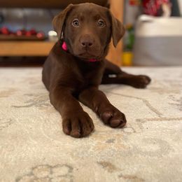 Labrador Retriever Puppies from Southern River Labradors