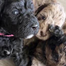 Labradoodles from The Doodle Crew
