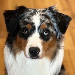 Caspian - Australian Shepherd
