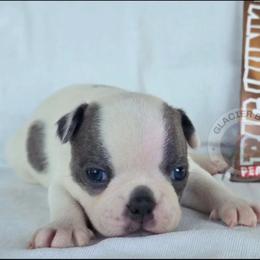 Big Hunk - Blue male Boston Terrier puppy in Columbia Falls, Montana from Glacier Bark Boston Terriers