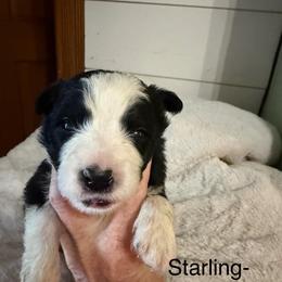 Starling - Black and white female Border Collie puppy in Lakeview, Michigan from Haven Creek Farm