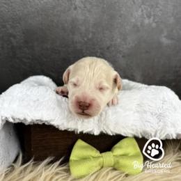 Hulk - Cream male Companion Cross puppy in Utah County, Utah from Big Hearted Breeders