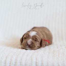 Red Collar Boy - Caramel male Australian Labradoodle puppy in Thousand Oaks, California from Lovely Doodle Lane
