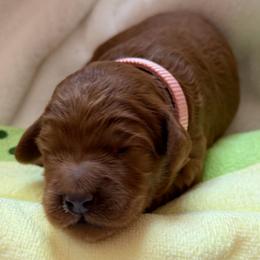 Girl 2 Peach Collar - Red  female Goldendoodle puppy in Toledo, Ohio from Avery Doodle Day LLC