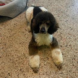 Moose (Mustang) - Phantom male Poodle puppy in Hartwell, Georgia from Lake Hartwell Standard Poodles