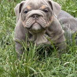 Rocket - Lilac tri-color male Bulldog puppy in Zionsville, Indiana from Midwest Bulldogs
