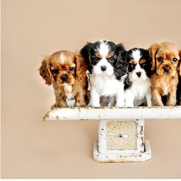 Cavalier King Charles Spaniel Puppies from Postma’s Puppies