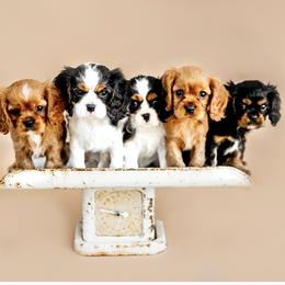 Cavalier King Charles Spaniel Puppies from Postma’s Puppies