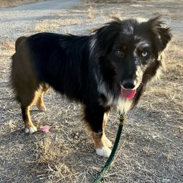 Aussiedoodles and Miniature Australian Shepherds from Braxton’s Buddies