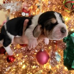 Sandoval - Black brown and white male Basset Hound puppy in Lubbock, Texas from Hound House
