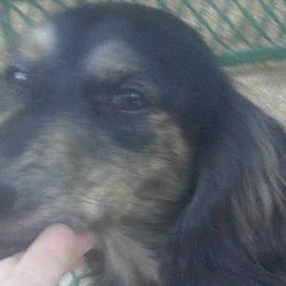 Adagio - Dachshund