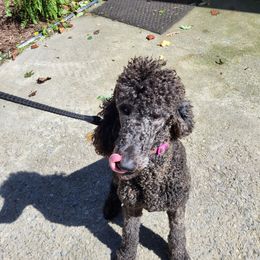 Poodle Puppies from Holly's Poodles