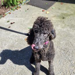 Poodle Puppies from Holly's Poodles
