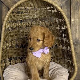 Ms. Lilac - Cream female Goldendoodle puppy in Blue Springs, Missouri from Farmstead 51