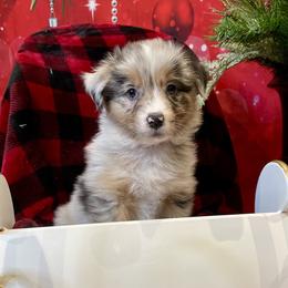 Marlowe- Purple - Blue merle female Australian Shepherd puppy in Hayward, California from Grissom’s Aussies