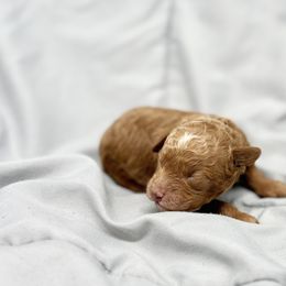 Poodle Puppies from Twindo Poodles