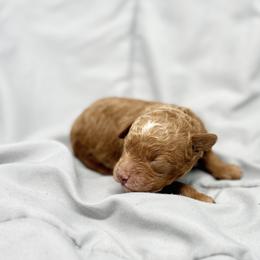 Poodle Puppies from Twindo Poodles