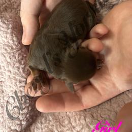 Girl 1 - Chocolate, tan and white female Yorkshire Terrier puppy in Stanfield, North Carolina from Cheryl’s Yorkies