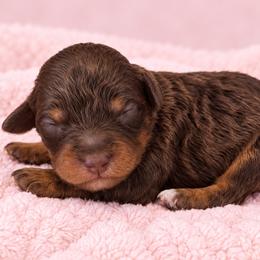 Maple - Chocolate female Cavapoo puppy in Floyd, Virginia from Hearts and Paws Poodles and Doodles