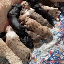 Aussiedoodle puppies from Waggin’ R Tails